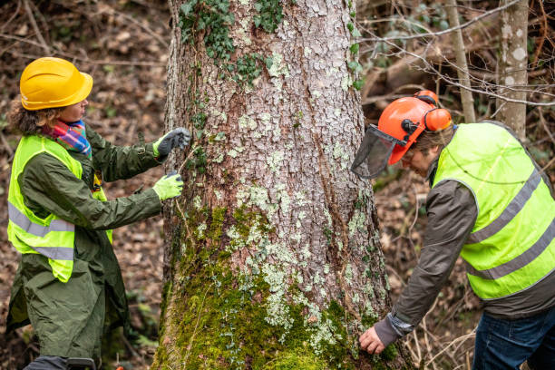 Best Arborist Consultation Services  in USA